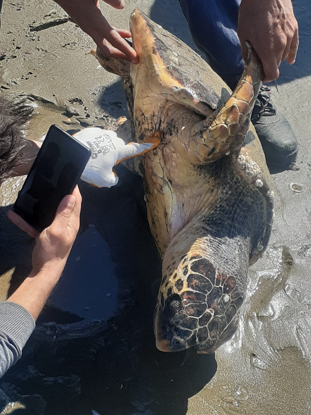 Caretta Caretta’yı Büyükşehir ekipleri kurtardı